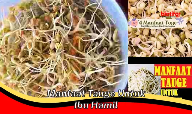 Temukan Manfaat Tauge untuk Ibu Hamil, Langka Diketahui!