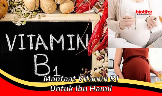 manfaat vitamin b1 untuk ibu hamil manfaat vitamin b1 untuk ibu hamil