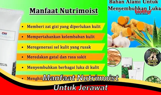 Temukan Manfaat Luar Biasa Nutrimoist untuk Jerawat