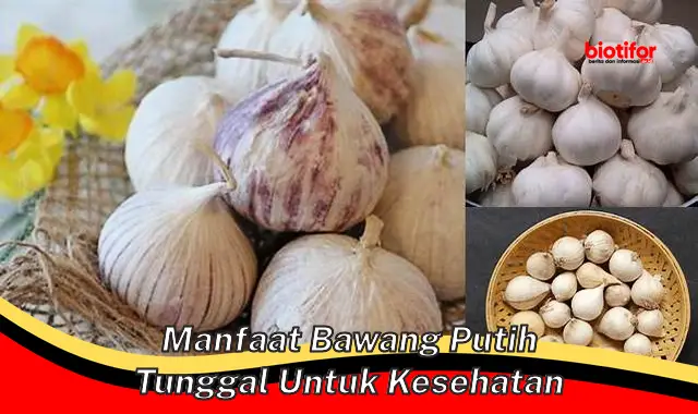 Temukan Rahasia Bawang Putih Tunggal untuk Kesehatan