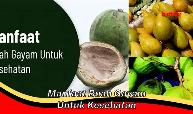 manfaat buah gayam untuk kesehatan manfaat buah gayam untuk kesehatan