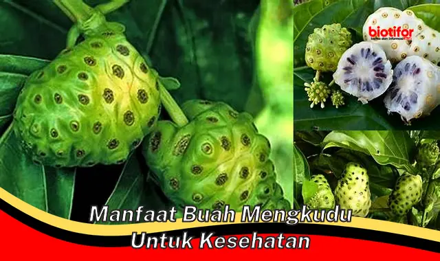 Temukan 5 Manfaat Buah Mengkudu untuk Kesehatan yang Belum Diketahui