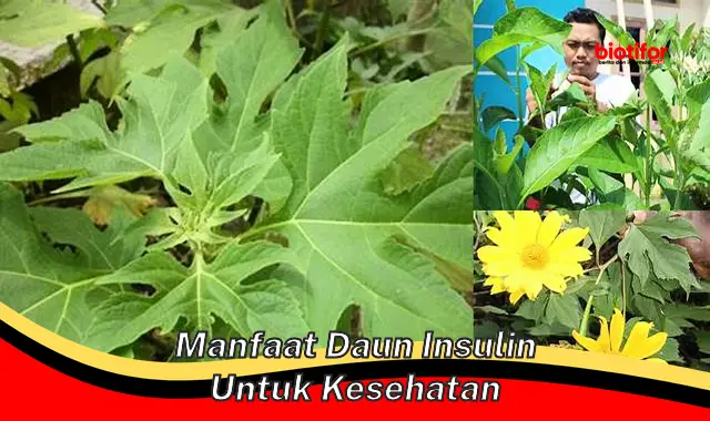 Ungkap 5 Manfaat Daun Insulin untuk Kesehatan yang Jarang Diketahui