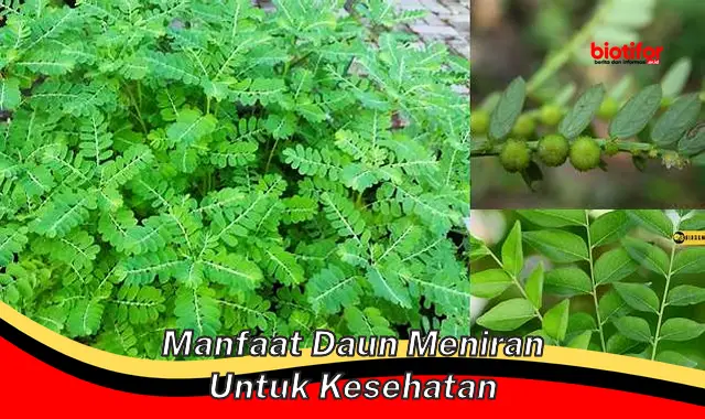 Temukan Manfaat Daun Meniran untuk Kesehatan yang Jarang Diketahui