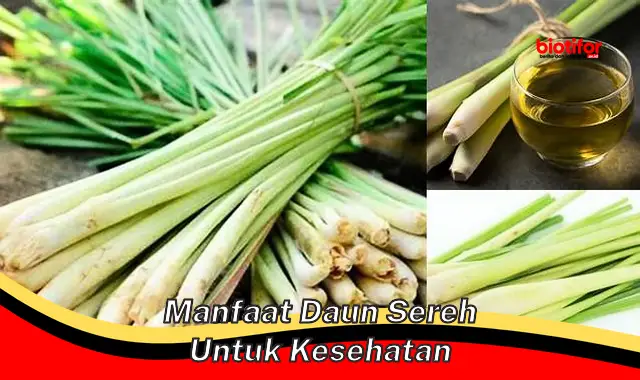 Temukan 5 Manfaat Daun Sereh untuk Kesehatan yang Jarang Diketahui