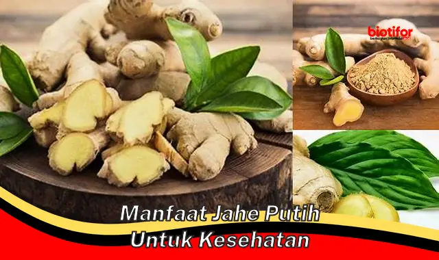 Temukan Manfaat Jahe Putih untuk Kesehatan yang Jarang Diketahui