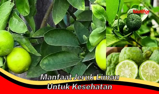 Temukan Manfaat Jeruk Limau untuk Kesehatan, Jarang Diketahui!