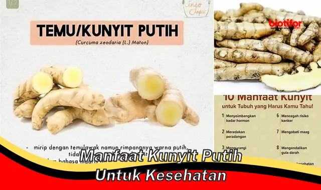 Temukan Khasiat Kunyit Putih untuk Kesehatan yang Jarang Diketahui