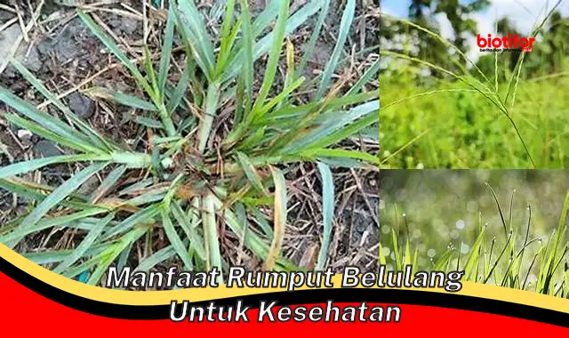 Temukan 5 Manfaat Rumput Belulang untuk Kesehatan yang Jarang Diketahui