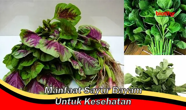 Temukan Manfaat Sayur Bayam yang Perlu Anda Ketahui