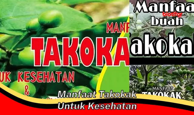 Temukan 5 Manfaat Takokak untuk Kesehatan yang Jarang Diketahui!