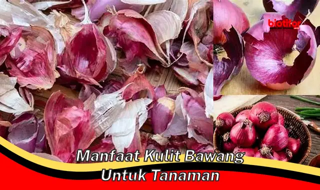 Temukan Manfaat Kulit Bawang bagi Tanaman yang Jarang Diketahui