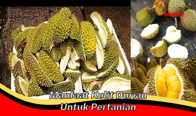 Ditemukan: Manfaat Kulit Durian untuk Pertanian yang Jarang Diketahui