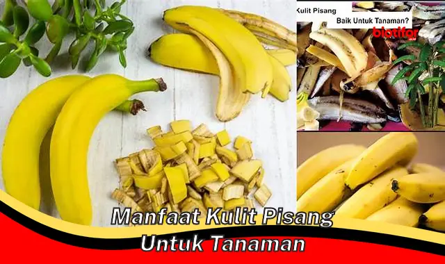 Temukan Manfaat Kulit Pisang untuk Tanaman yang Jarang Diketahui