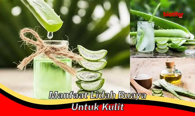 Temukan 5 Manfaat Lidah Buaya untuk Kulit yang Jarang Diketahui