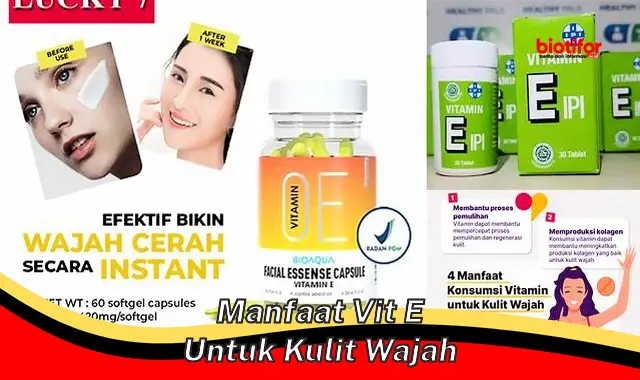 manfaat vit e untuk kulit wajah manfaat vit e untuk kulit wajah