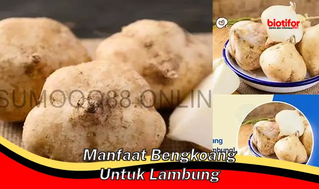 Temukan Manfaat Bengkoang untuk Lambung yang Jarang Diketahui