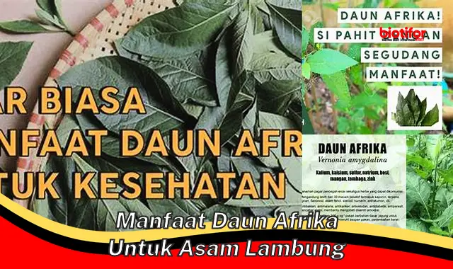 Temukan Manfaat Daun Afrika untuk Asam Lambung yang Perlu Anda Ketahui