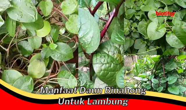 Temukan Khasiat Daun Binahong untuk Lambung yang Jarang Diketahui