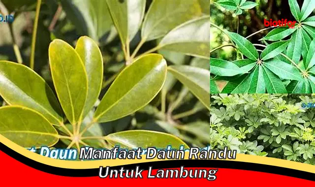 Temukan Manfaat Daun Randu untuk Lambung yang Jarang Diketahui