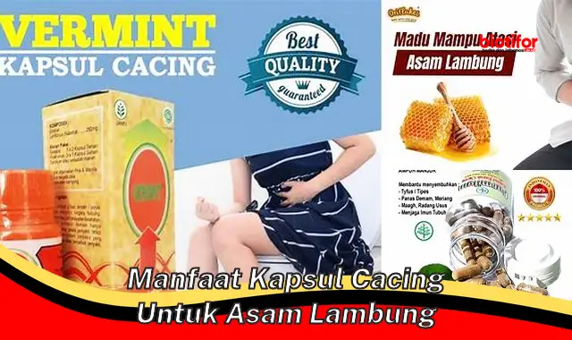 Temukan Manfaat Kapsul Cacing untuk Asam Lambung yang Belum Diketahui