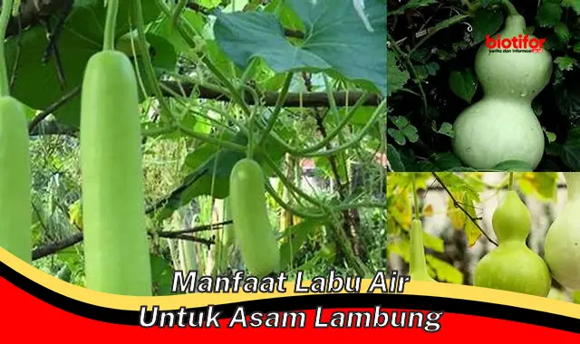 Temukan Manfaat Labu Air yang Jarang Diketahui untuk Asam Lambung