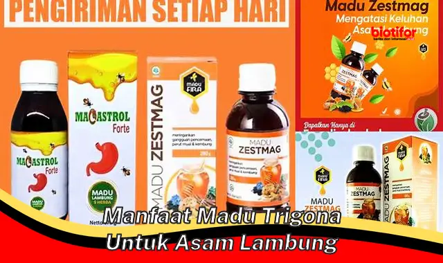 Temukan Manfaat Madu Trigona untuk Asam Lambung yang Jarang Diketahui