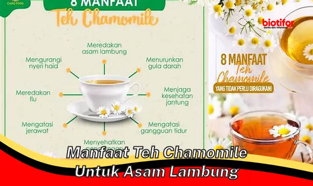 Temukan Khasiat Teh Chamomile untuk Asam Lambung yang Jarang Diketahui