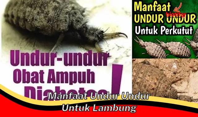 Temukan 5 Manfaat Undur-undur untuk Lambung yang Jarang Diketahui