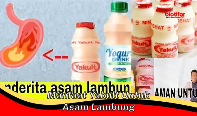 Temukan Khasiat Yakult untuk Lambung yang Jarang Diketahui