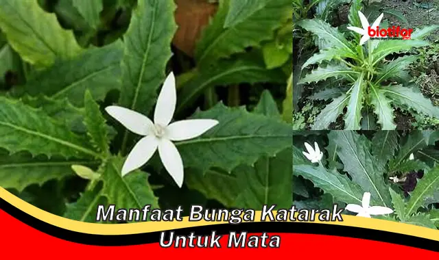 Temukan Manfaat Bunga Katarak untuk Mata yang Perlu Anda Ketahui