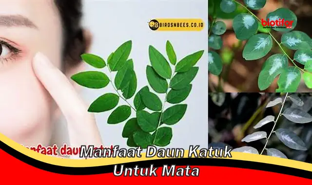 Ungkap Manfaat Daun Katuk untuk Kesehatan Mata yang Jarang Diketahui