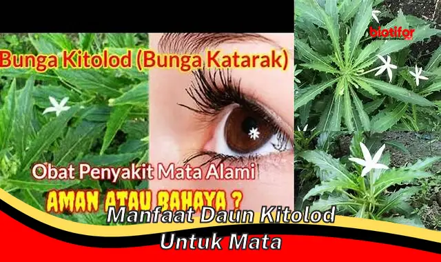 Temukan Manfaat Daun Kitolod untuk Mata yang Jarang Diketahui