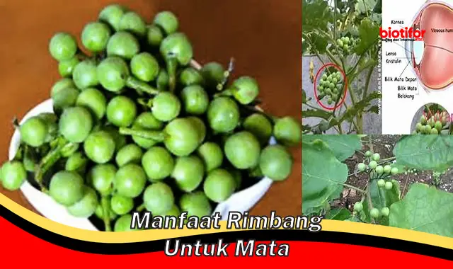 Temukan Manfaat Rimbang untuk Mata yang Tak Banyak Diketahui