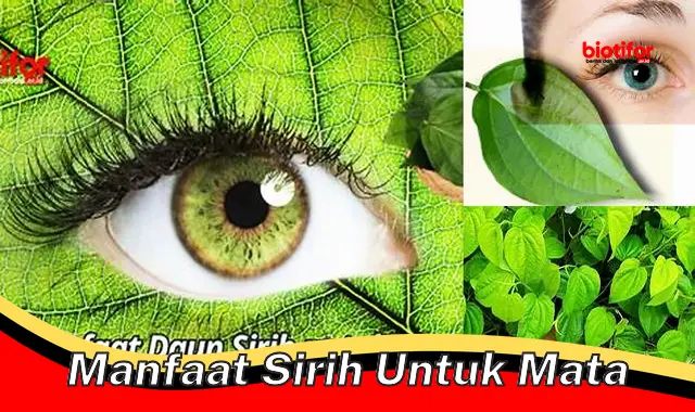 Temukan Manfaat Sirih Untuk Mata yang Jarang Diketahui