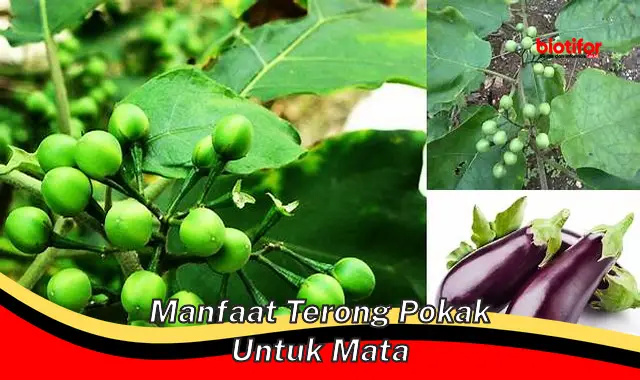 Temukan Manfaat Terong Pokak untuk Mata yang Jarang Diketahui