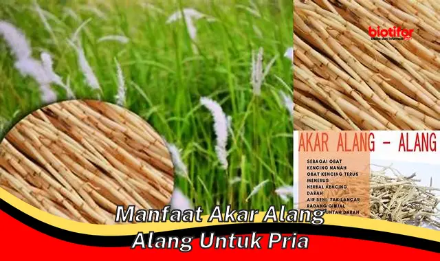 Temukan Manfaat Akar Alang-alang untuk Pria yang Jarang Diketahui