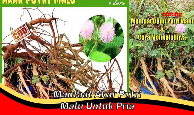 manfaat akar putri malu untuk pria manfaat akar putri malu untuk pria