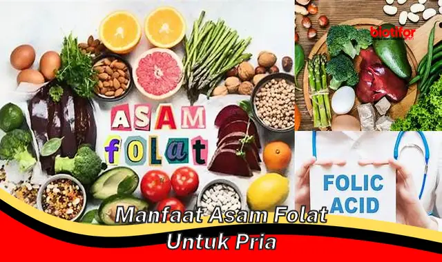 manfaat asam folat untuk pria manfaat asam folat untuk pria