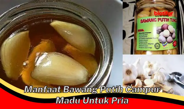 Temukan 5 Manfaat Bawang Putih Campur Madu untuk Pria yang Jarang Diketahui