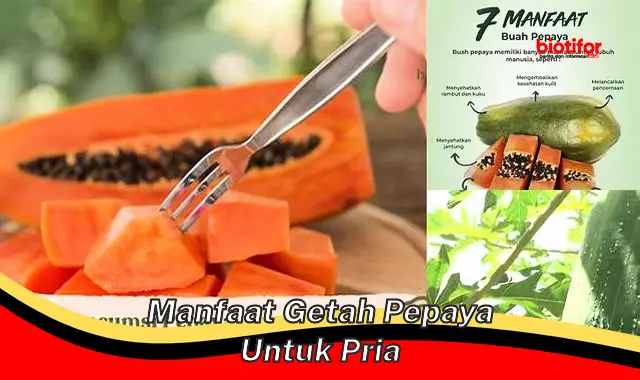 Temukan Manfaat Jarang Diketahui Getah Pepaya untuk Pria