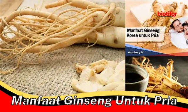manfaat ginseng untuk pria