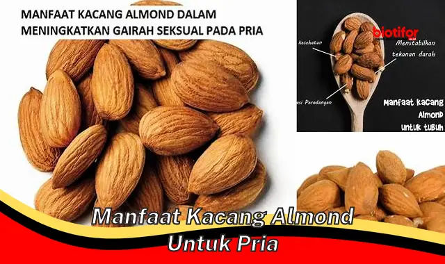manfaat kacang almond untuk pria manfaat kacang almond untuk pria