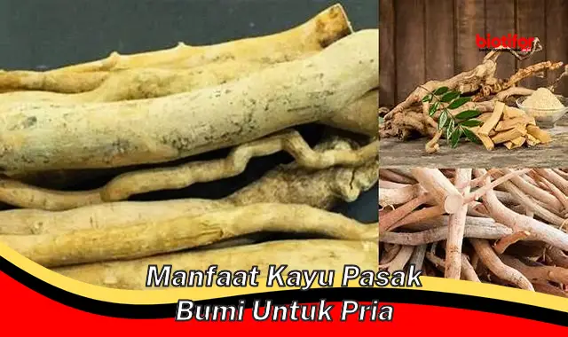 Temukan Rahasia Kayu Pasak Bumi untuk Pria