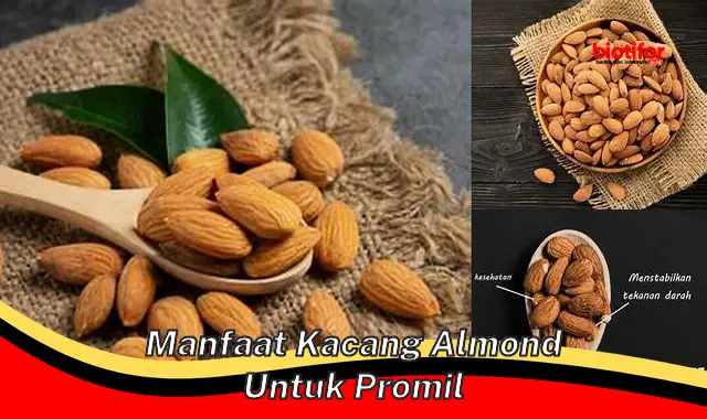 5 Manfaat Kacang Almond untuk Promil yang Jarang Diketahui