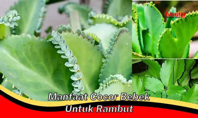 Temukan 5 Manfaat Cocor Bebek untuk Rambut yang Jarang Diketahui