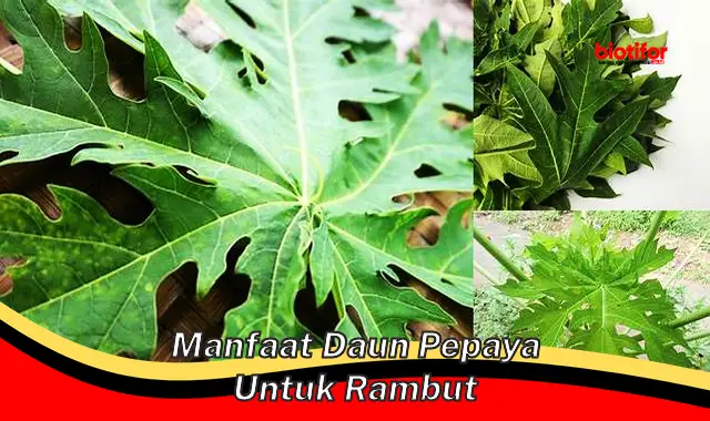 Temukan Manfaat Daun Pepaya untuk Rambut yang Jarang Diketahui