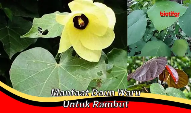 Temukan Khasiat Daun Waru untuk Rambut, Anda Wajib Tahu!