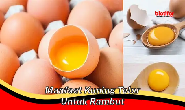 Temukan 5 Manfaat Kuning Telur untuk Rambut yang Jarang Diketahui