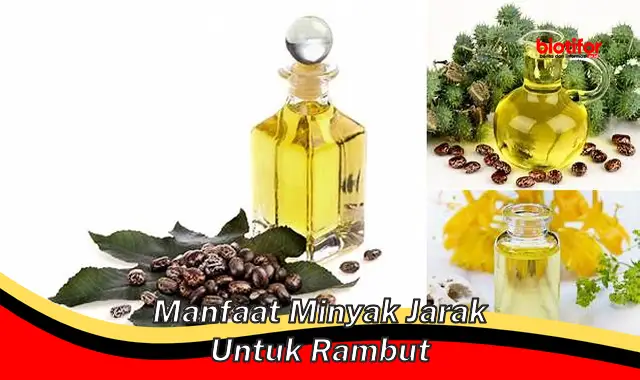 Temukan 5 Manfaat Minyak Jarak untuk Rambut yang Jarang Diketahui